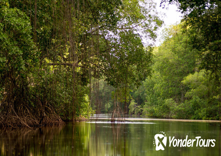 Caroni Swamp Caroni Swamp
