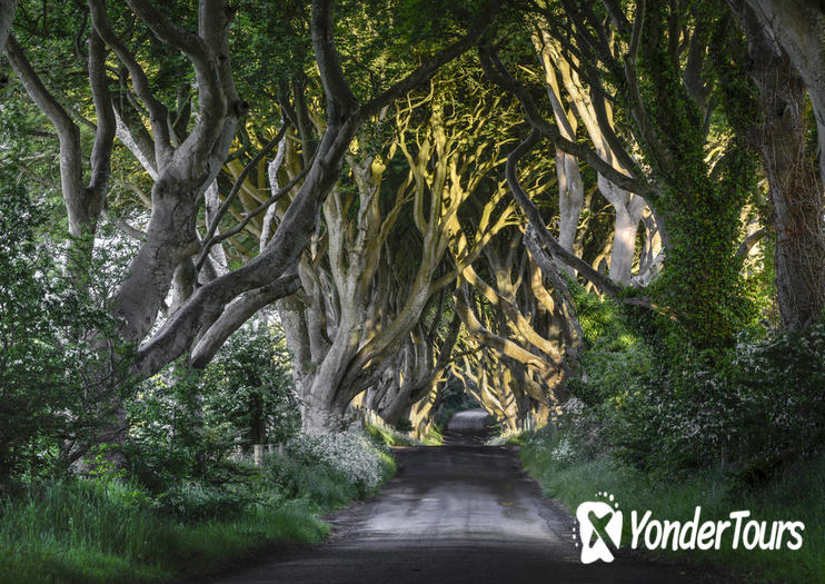 Dark Hedges