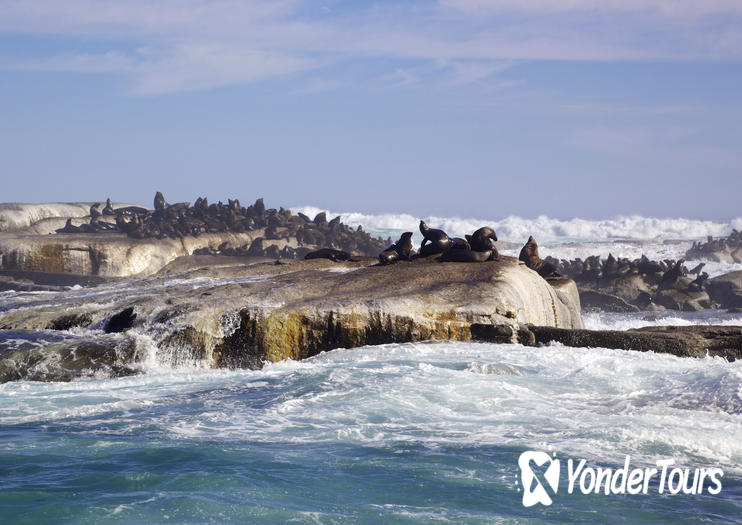 Duiker Island Duiker Island
