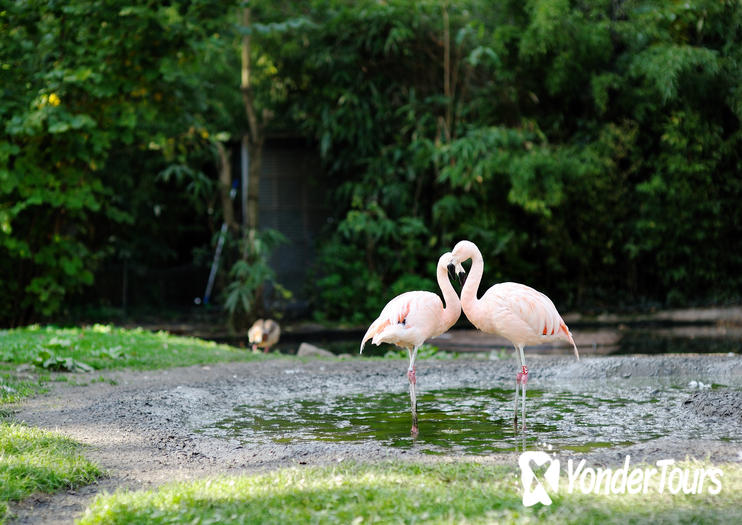Frankfurt Zoo (Zoologischer Garten)