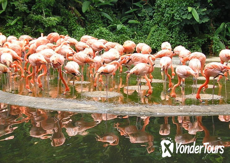 Jurong Bird Park Jurong Bird Park