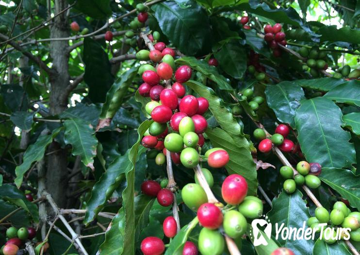 Kau Coffee Mill Kau Coffee Mill