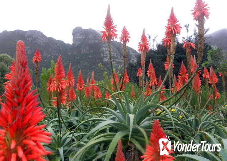 Kirstenbosch National Botanical Gardens Kirstenbosch National Botanical Gardens