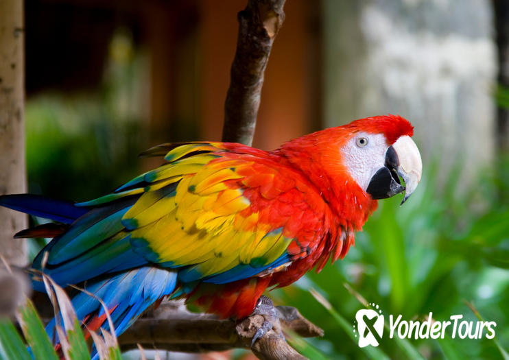 Kuala Lumpur Bird Park Kuala Lumpur Bird Park