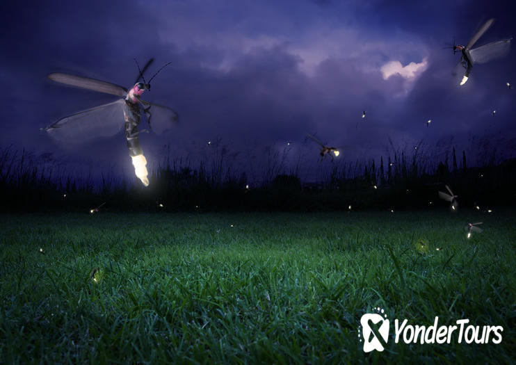 Kuala Selangor Fireflies Kuala Selangor Fireflies