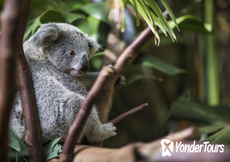 Kuranda Koala Gardens Kuranda Koala Gardens