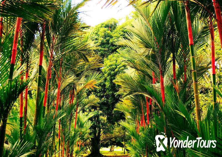 Lancetilla Botanical Garden Lancetilla Botanical Garden