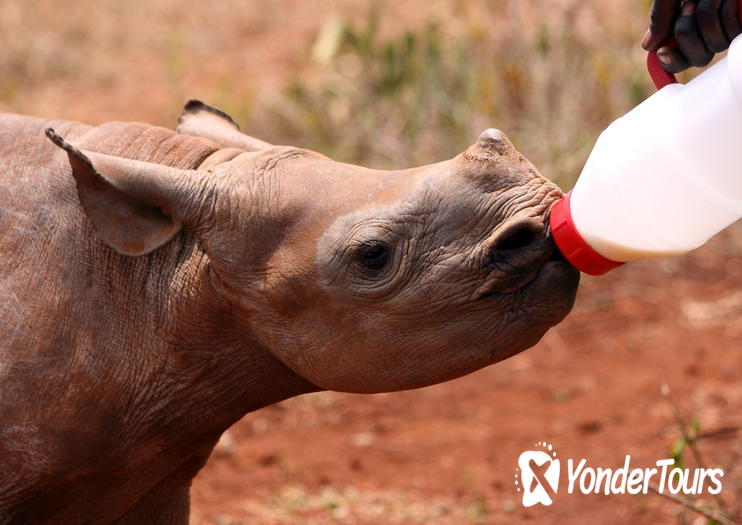 Moholoholo Wildlife Rehabilitation Center
