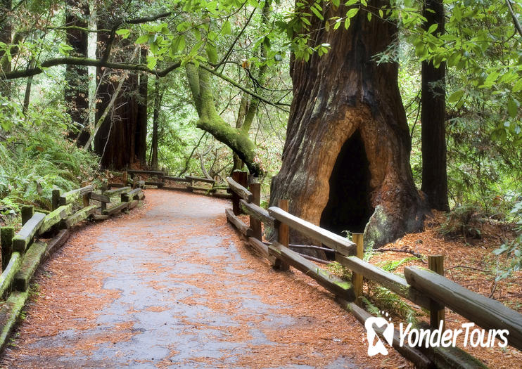 Muir Woods Muir Woods
