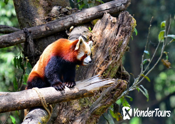 Padmaja Naidu Himalayan Zoological Park