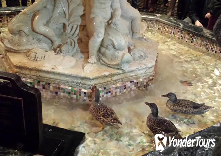 Peabody Hotel Ducks Peabody Hotel Ducks