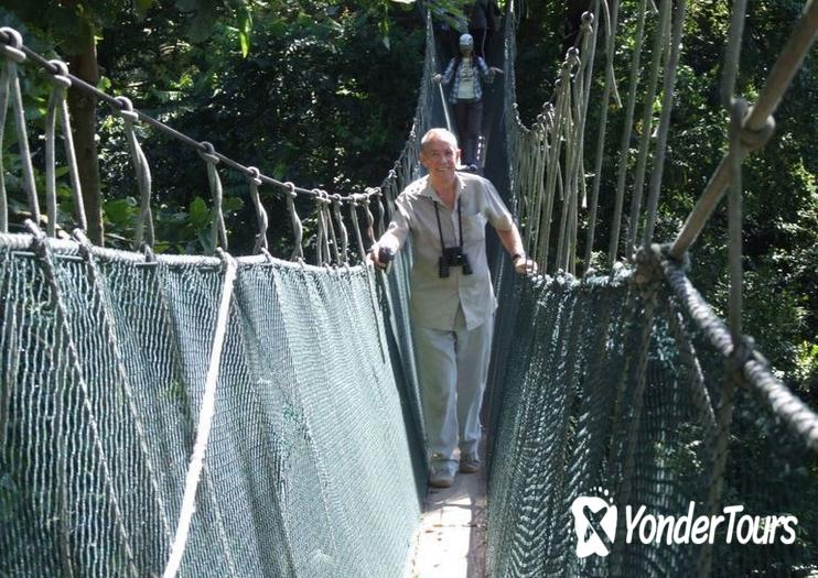 Rainforest and Canopy Walk Rainforest and Canopy Walk