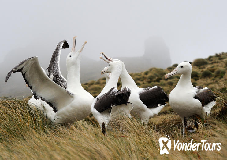 Royal Albatross Centre Royal Albatross Centre