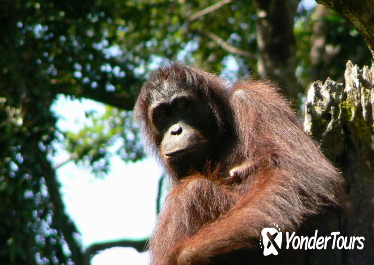 Sandakan Sepilok Orangutan Rehabilitation Centre Sandakan Sepilok Orangutan Rehabilitation Centre