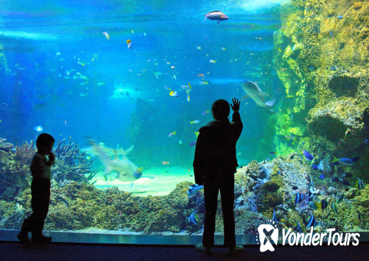 SEA LIFE Sydney Aquarium SEA LIFE Sydney Aquarium