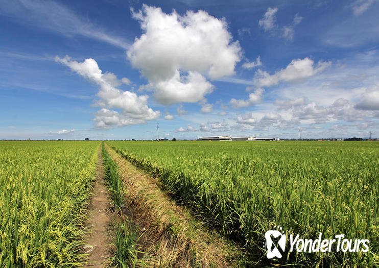 Sekinchan Paddy Fields Sekinchan Paddy Fields
