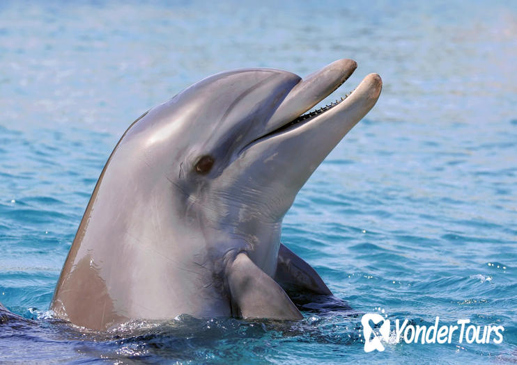 Siegfried & Roy's Secret Garden and Dolphin Habitat