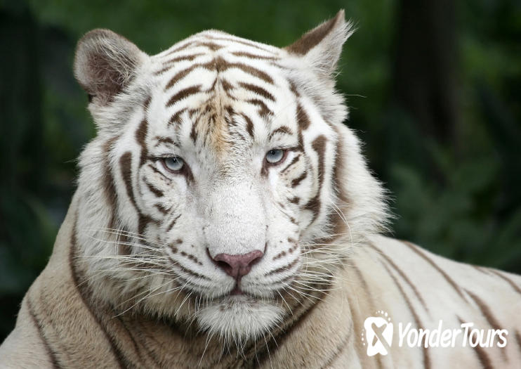 Singapore Zoo Singapore Zoo