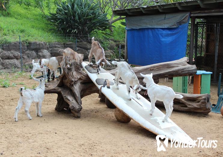 Surfing Goat Dairy Surfing Goat Dairy