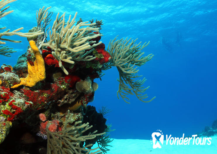 Tormentos Reef Tormentos Reef