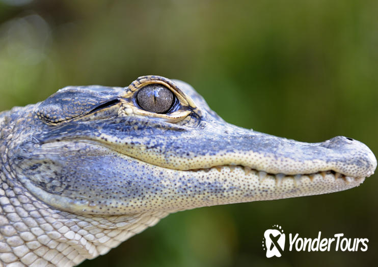 Wild Florida Wildlife Park Wild Florida Wildlife Park