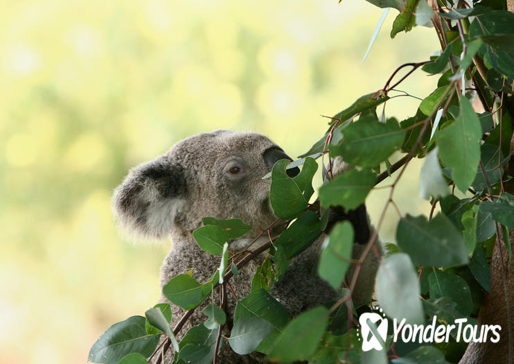 Yanchep National Park Yanchep National Park