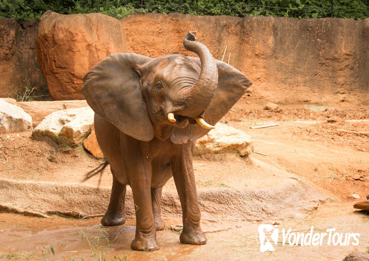 Zoo Atlanta Zoo Atlanta