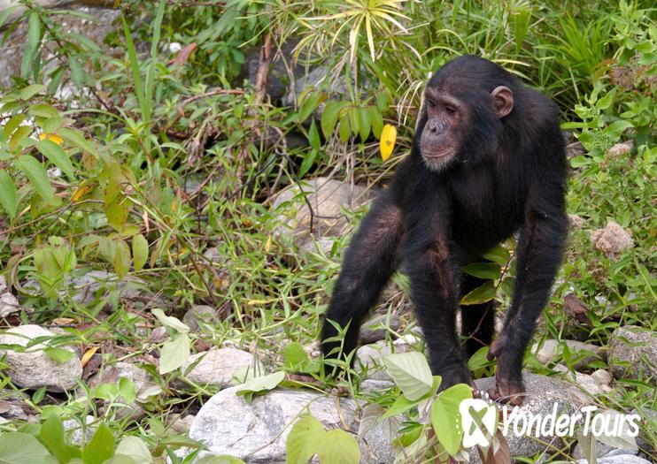Chimp Eden: The Jane Goodall Institute Chimp Eden: The Jane Goodall Institute