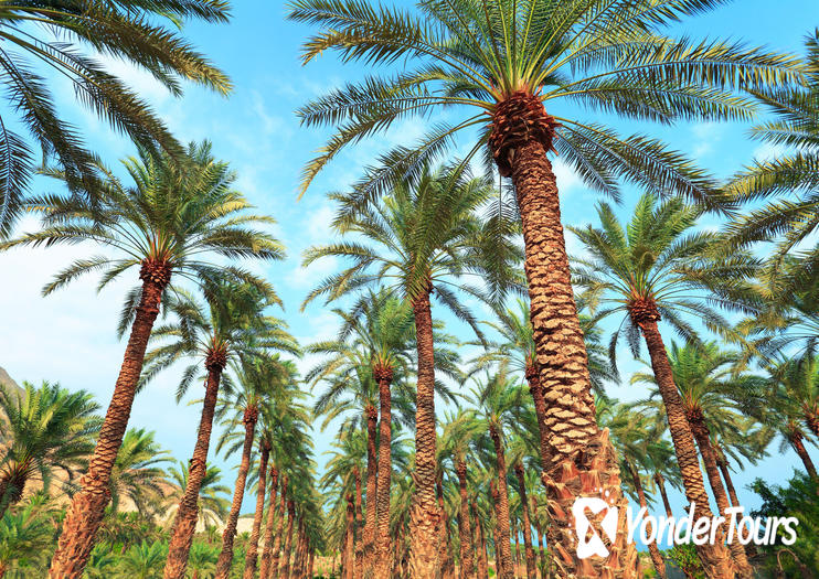 Oasis Date Gardens Oasis Date Gardens