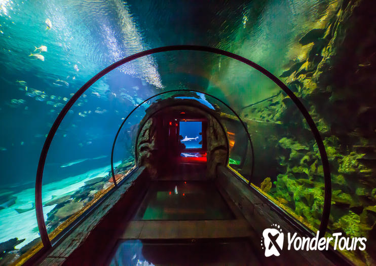 Shark Reef Shark Reef