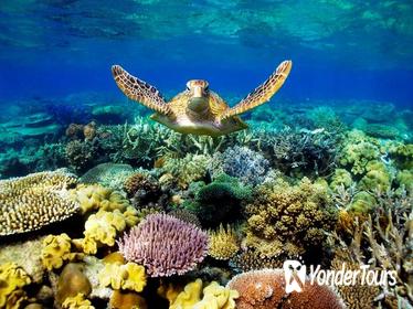 3-Day Best of Cairns Combo: The Daintree Rainforest, Great Barrier Reef, and Kuranda 3-Day Best of Cairns Combo: The Daintree Rainforest, Great Barrier Reef, and Kuranda
