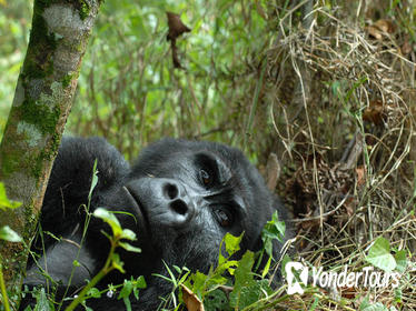 3-Day Rwanda Gorilla Safari