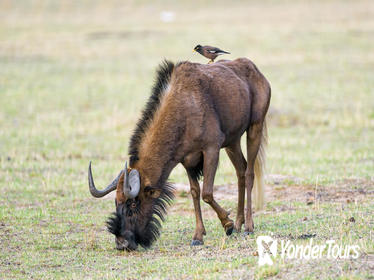 3-Day Tented Pilanesberg Safari from Johannesburg