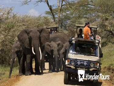 4-Day Tanzania Camping Safari to Lake Manyara, Serengeti, and Ngorongoro Crater