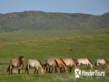 5 Nights Central Mongolia Highlight Tour