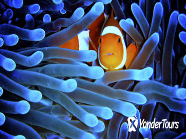 5-Day Best of Cairns with Daintree, Kuranda, and Great Barrier Reef 5-Day Best of Cairns with Daintree, Kuranda, and Great Barrier Reef