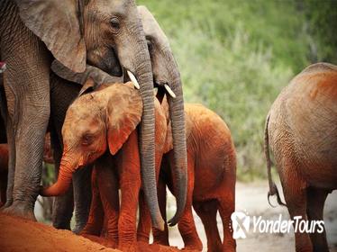 8Days Best of Kenya Wildlife Safari