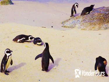 Cape Point Day Tour including Boulders Penguin Colony from Cape Town Cape Point Day Tour including Boulders Penguin Colony from Cape Town