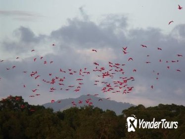 Caroni Bird Sanctuary Caroni Bird Sanctuary