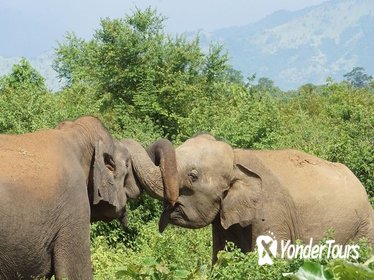 Day Excursions to Udawalawe From Colombo