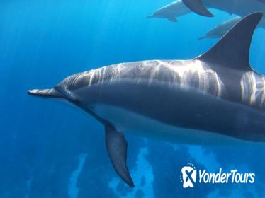 Dolphin Encounter and Kealakekua Bay Reef Snorkel Dolphin Encounter and Kealakekua Bay Reef Snorkel