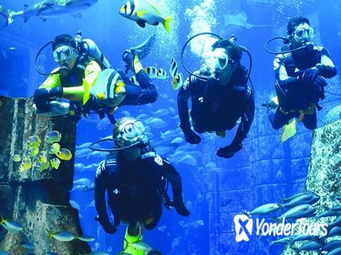 Dubai Atlantis Discover Scuba Dive Dubai Atlantis Discover Scuba Dive