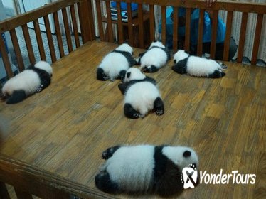 Everything Panda Private Day Tour in Chengdu