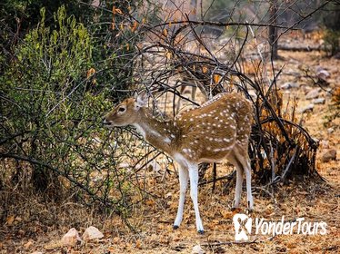 Excursion To Sariska National Park - Bhangarh Fort - Stepwell with Transports Excursion To Sariska National Park - Bhangarh Fort - Stepwell with Transports