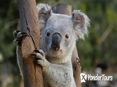 Featherdale Wildlife Park General Entry Ticket