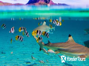 Full-Day Bora Bora Lagoon Cruise Including Snorkeling with Sharks and Stingrays