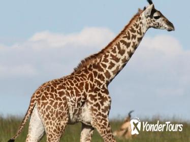 Giraffe Centre and David Sheldrick Elephant Orphanage Half-Day Tour from Nairobi