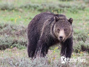 Half-Day Wildlife Safari From Jackson Hole