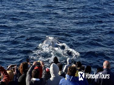 Jervis Bay Whale Watching Cruise Jervis Bay Whale Watching Cruise