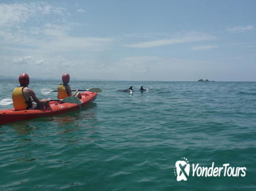 Kayaking with Dolphins in Byron Bay Kayaking with Dolphins in Byron Bay